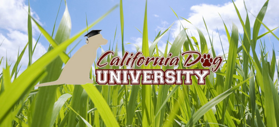 California Dog University